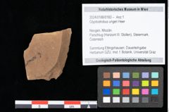 Foto (Objekt + Etikett) von Glyptostrobus ungeri Heer (NHMW-GEO-2024-0188-0183)